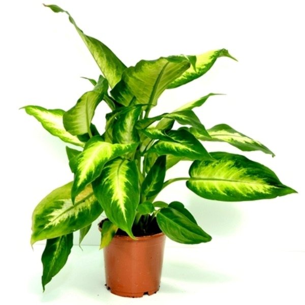 Dieffenbachia Camilla Planta Exotica Decorativa Prin Anuntul Ro