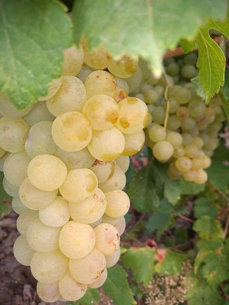 Vand Struguri De Vin Si De Masa Vand Struguri De Vin Anuntul Ro Xl0rgm